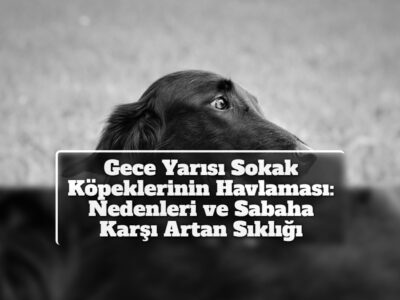 Gece Yarısı Sokak Köpeklerinin Havlaması: Nedenleri ve Sabaha Karşı Artan Sıklığı