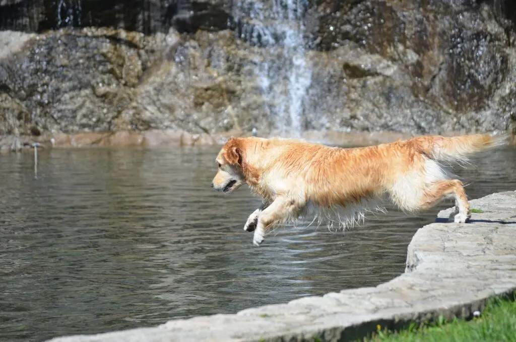 Golden Retriever Denize Girer Mi? Suyu ve Yüzmeyi Ne Kadar Sever?