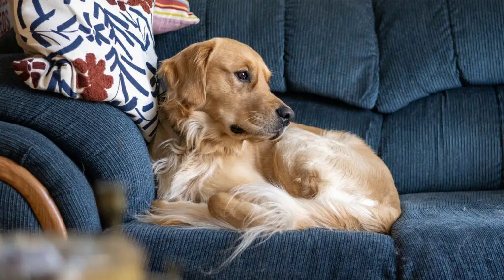 Golden Retriever Kokusu: Neden Kokar, Yapar mı ve Çok Mu Yapar?