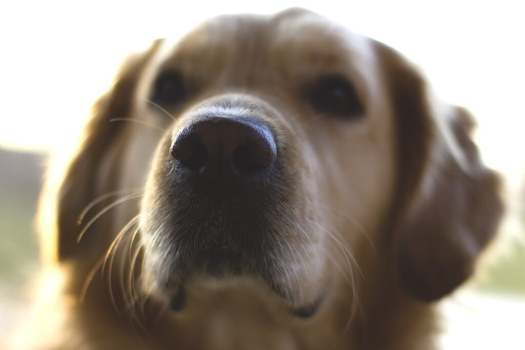 Golden Retriever Köpekler Zeki Mi? IQ Seviyesi