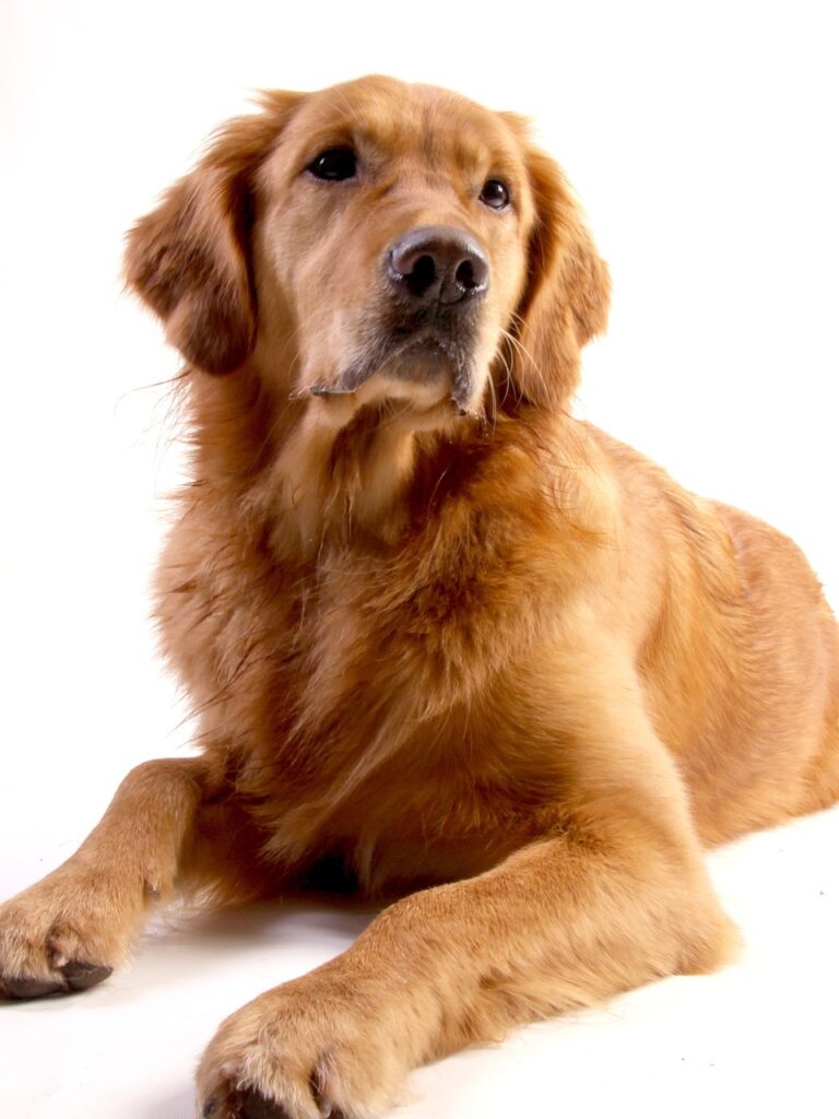 Golden Retriever Köpeklerin Tüyleri: Ne Zaman Uzar ve Nasıl Uzatılır?