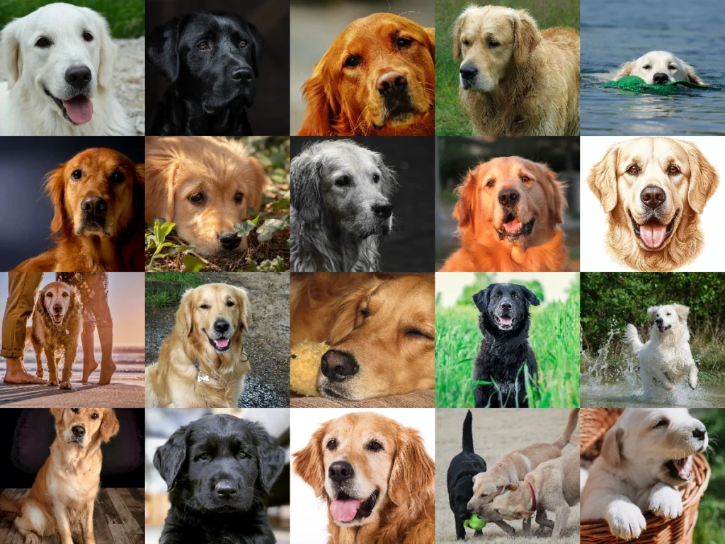 Golden Retriever Melez Mi? Melezi Özellikleri ve Mix Anlamı Nedir?