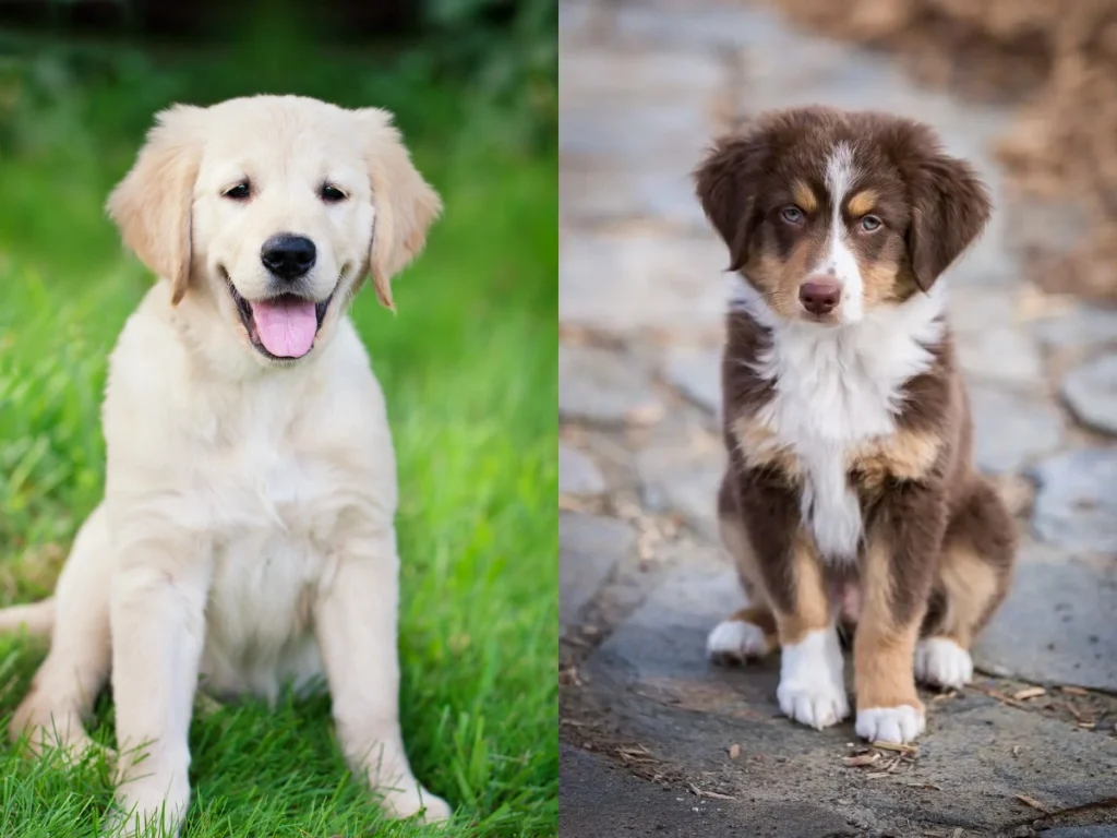 Golden Retriever mı Australian Shepherd mı? Karşılaştırma ve Seçim Rehberi