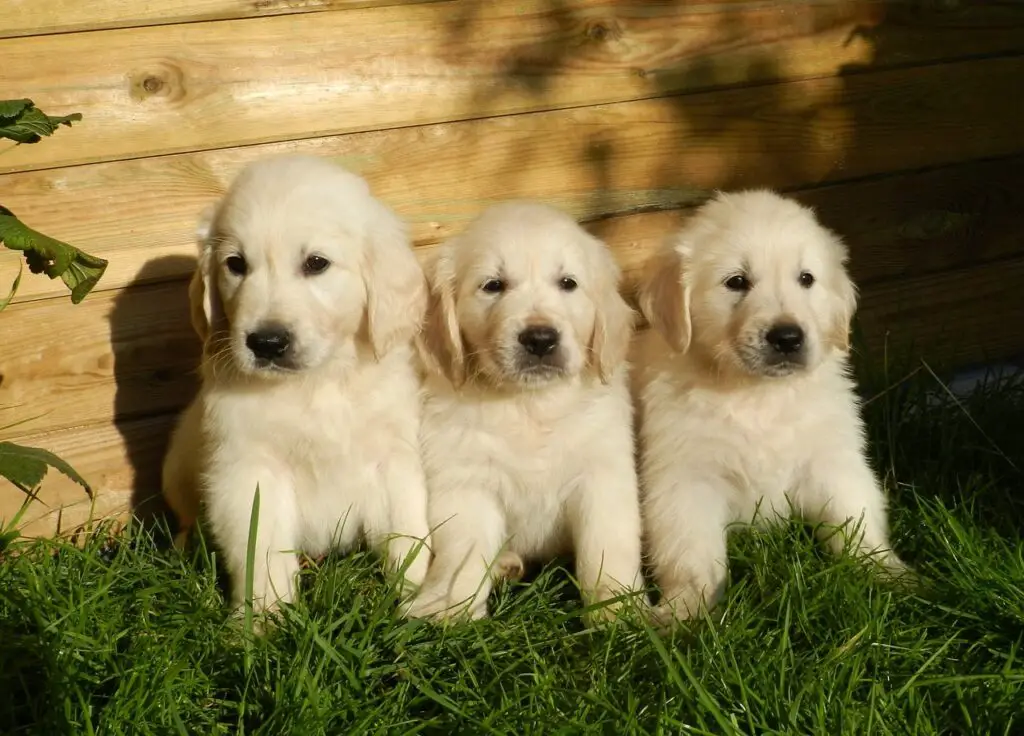 Golden Retriever Ne Zamana Kadar Büyür? Kaç Aya, Yaşına Kadar Büyür?