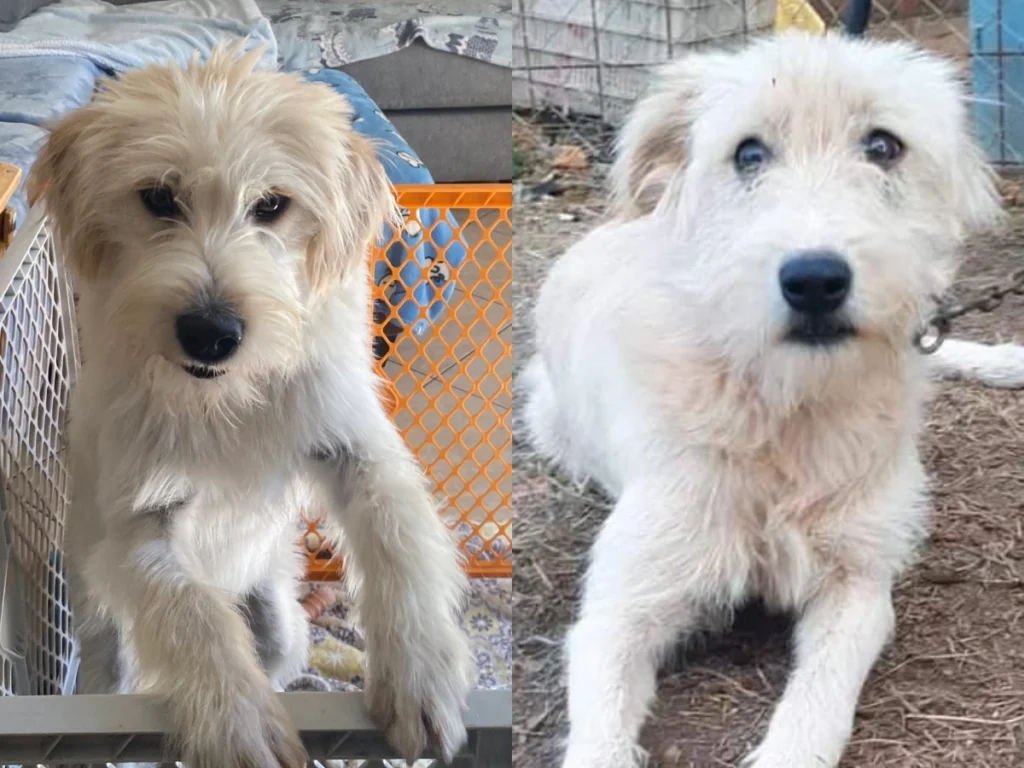 Golden Retriever Terrier Kırması Köpekler: Bakımı, Eğitimi ve Sağlık İpuçları