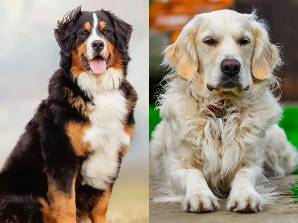 Golden Retriever ve Bernese Mountain Dog Mix: Nasıl Olur? +Fotoğraflar