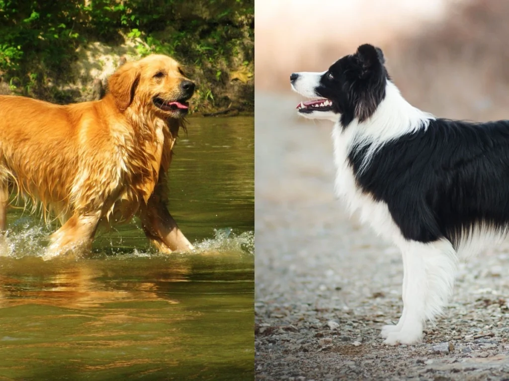 Golden Retriever ve Border Collie Mix: Uyumlu Mu? Geçinir Mi?