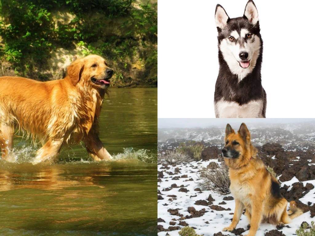 Golden Retriever vs Alman Çoban vs Husky: Hangi Köpek Irkı Sizin İçin Uygun?