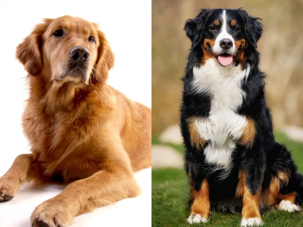 Golden Retriever vs Bernese Dağ Köpeği: Boyut Karşılaştırması ve Karışım Köpekler