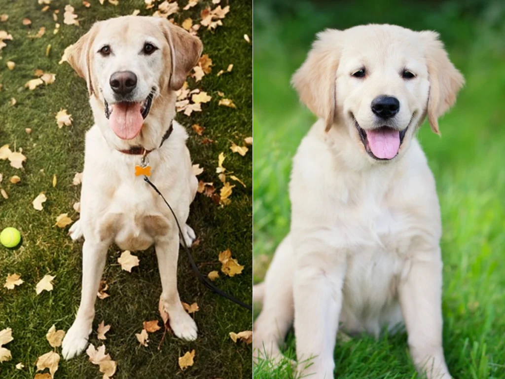 Golden Retriever vs Labrador Karşılaştırma: Farkları, Karşılaştırma, Kişilik, Puppy, Hangisi Daha İyi?