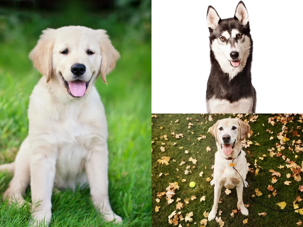 Golden Retriever vs Labrador vs Husky: Hangi Köpek Irkı Sizin İçin En Uygun?