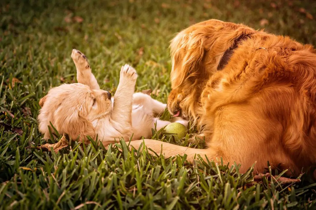 Golden Retriever Yavrusu Ne Zaman Annesinden Ayrılır?