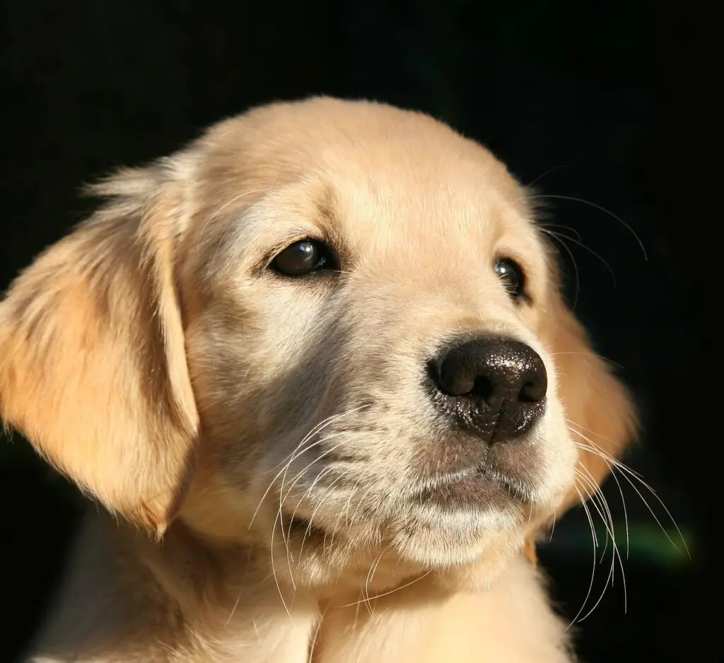 Golden Retriever’im Üzgün Görünüyor: Nedenleri ve Çözüm Önerileri