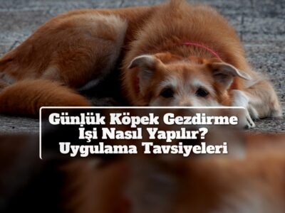 Günlük Köpek Gezdirme İşi Nasıl Yapılır? Uygulama Tavsiyeleri