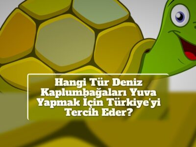 Hangi Tür Deniz Kaplumbağaları Yuva Yapmak İçin Türkiye'yi Tercih Eder?
