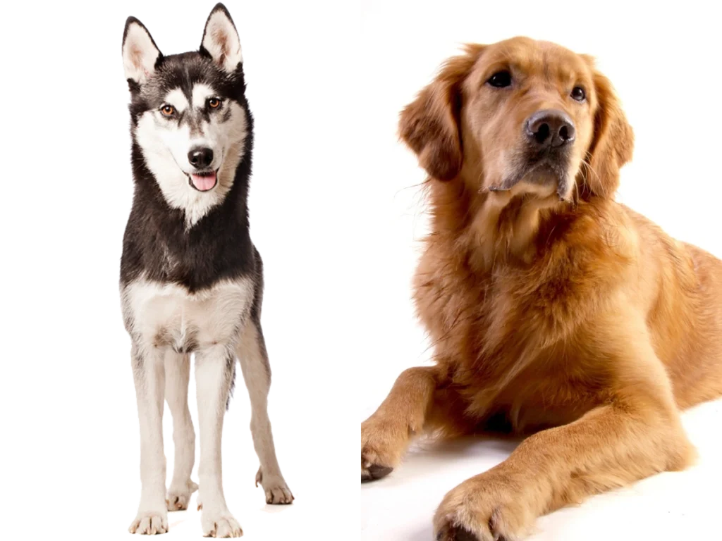 Husky vs Golden Retriever Karşılaştırması: Kişilik, Boyut, Eğitim Kolaylığı ve Fiyat Farkları