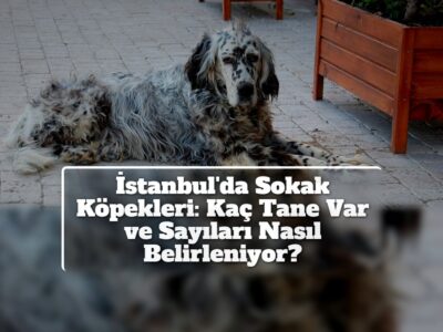İstanbul'da Sokak Köpekleri: Kaç Tane Var ve Sayıları Nasıl Belirleniyor?