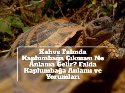 Kahve Falında Kaplumbağa Çıkması Ne Anlama Gelir? Falda Kaplumbağa Anlamı ve Yorumları