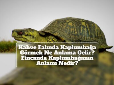 Kahve Falında Kaplumbağa Görmek Ne Anlama Gelir? Fincanda Kaplumbağanın Anlamı Nedir?