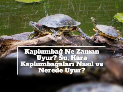 Kaplumbağ Ne Zaman Uyur? Su, Kara Kaplumbağaları Nasıl ve Nerede Uyur?