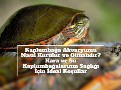 Kaplumbağa Akvaryumu Nasıl Kurulur ve Olmalıdır? Kara ve Su Kaplumbağalarının Sağlığı İçin İdeal Koşullar
