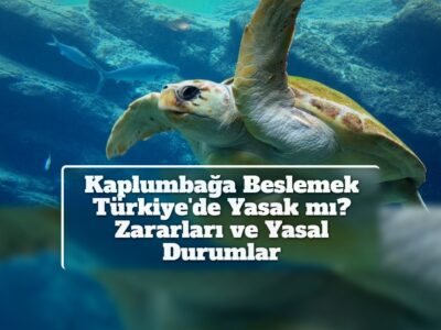 Kaplumbağa Beslemek Türkiye'de Yasak mı? Zararları ve Yasal Durumlar