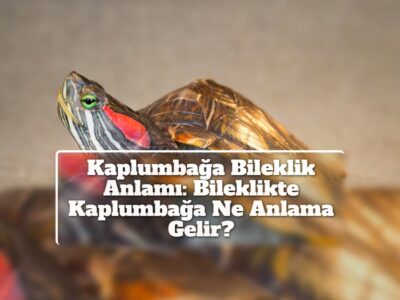 Kaplumbağa Bileklik Anlamı: Bileklikte Kaplumbağa Ne Anlama Gelir?