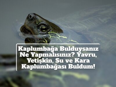 Kaplumbağa Bulduysanız Ne Yapmalısınız? Yavru, Yetişkin, Su ve Kara Kaplumbağası Buldum!