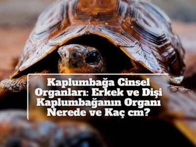Kaplumbağa Cinsel Organları: Erkek ve Dişi Kaplumbağanın Organı Nerede ve Kaç cm?