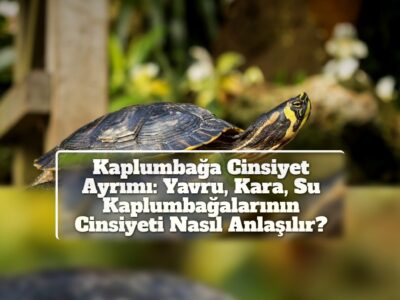 Kaplumbağa Cinsiyet Ayrımı: Yavru, Kara, Su Kaplumbağalarının Cinsiyeti Nasıl Anlaşılır?