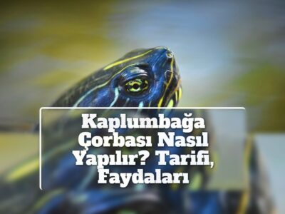 Kaplumbağa Çorbası Nasıl Yapılır? Tarifi, Faydaları