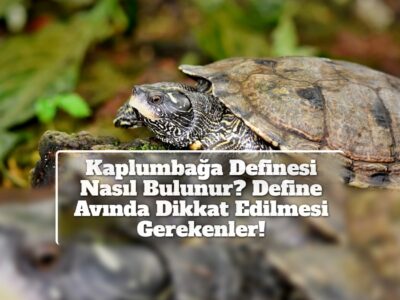 Kaplumbağa Definesi Nasıl Bulunur? Define Avında Dikkat Edilmesi Gerekenler!