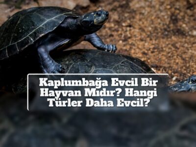 Kaplumbağa Evcil Bir Hayvan Mıdır? Hangi Türler Daha Evcil?