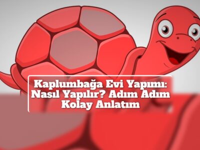 Kaplumbağa Evi Yapımı: Nasıl Yapılır? Adım Adım Kolay Anlatım