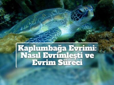 Kaplumbağa Evrimi: Nasıl Evrimleşti ve Evrim Süreci