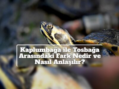 Kaplumbağa ile Tosbağa Arasındaki Fark Nedir ve Nasıl Anlaşılır?