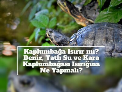 Kaplumbağa Isırır mı? Deniz, Tatlı Su ve Kara Kaplumbağası Isırığına Ne Yapmalı?