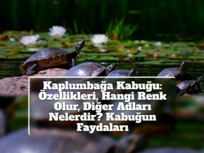 Kaplumbağa Kabuğu: Özellikleri, Hangi Renk Olur, Diğer Adları Nelerdir? Kabuğun Faydaları