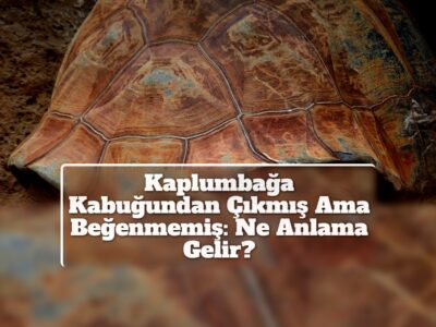 Kaplumbağa Kabuğundan Çıkmış Ama Beğenmemiş: Ne Anlama Gelir?