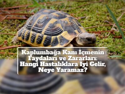 Kaplumbağa Kanı İçmenin Faydaları ve Zararları: Hangi Hastalıklara İyi Gelir, Neye Yaramaz?