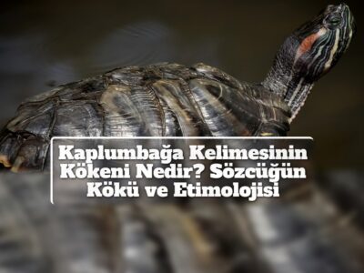 Kaplumbağa Kelimesinin Kökeni Nedir? Sözcüğün Kökü ve Etimolojisi