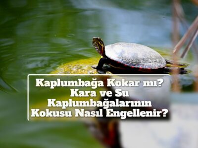 Kaplumbağa Kokar mı? Kara ve Su Kaplumbağalarının Kokusu Nasıl Engellenir?