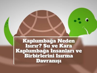 Kaplumbağa Neden Isırır? Su ve Kara Kaplumbağa İnsanları ve Birbirlerini Isırma Davranışı