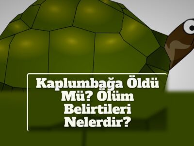 Kaplumbağa Öldü Mü? Ölüm Belirtileri Nelerdir?