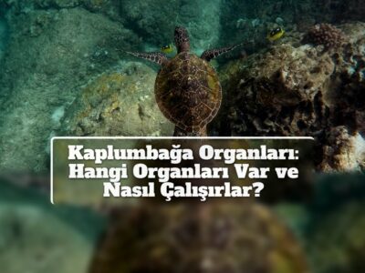 Kaplumbağa Organları: Hangi Organları Var ve Nasıl Çalışırlar?
