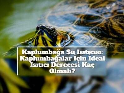 Kaplumbağa Su Isıtıcısı: Kaplumbağalar İçin İdeal Isıtıcı Derecesi Kaç Olmalı?