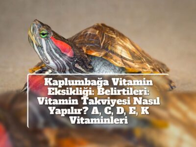 Kaplumbağa Vitamin Eksikliği: Belirtileri: Vitamin Takviyesi Nasıl Yapılır? A, C, D, E, K Vitaminleri