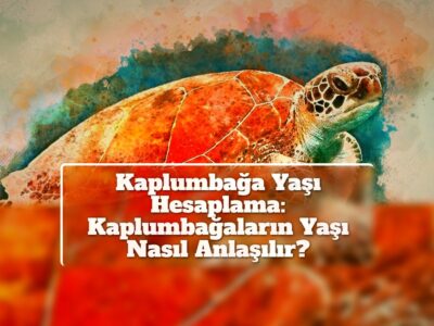 Kaplumbağa Yaşı Hesaplama: Kaplumbağaların Yaşı Nasıl Anlaşılır?