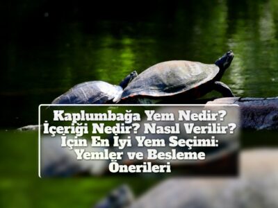 Kaplumbağa Yem Nedir? İçeriği Nedir? Nasıl Verilir? İçin En İyi Yem Seçimi: Yemler ve Besleme Önerileri