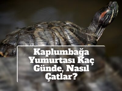 Kaplumbağa Yumurtası Kaç Günde, Nasıl Çatlar?